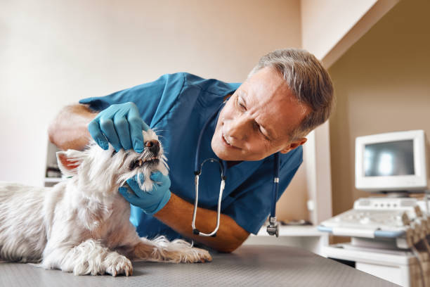 Best 24-Hour Emergency Dentist in San Marcos, TX